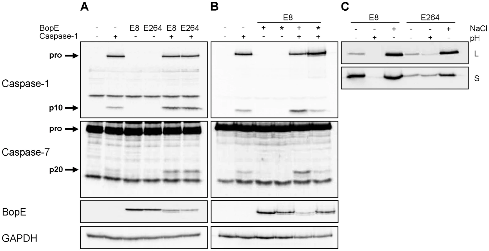 <i>Burkholderia</i> BopE is a mediator of caspase-1 activation in HEK293 cells.