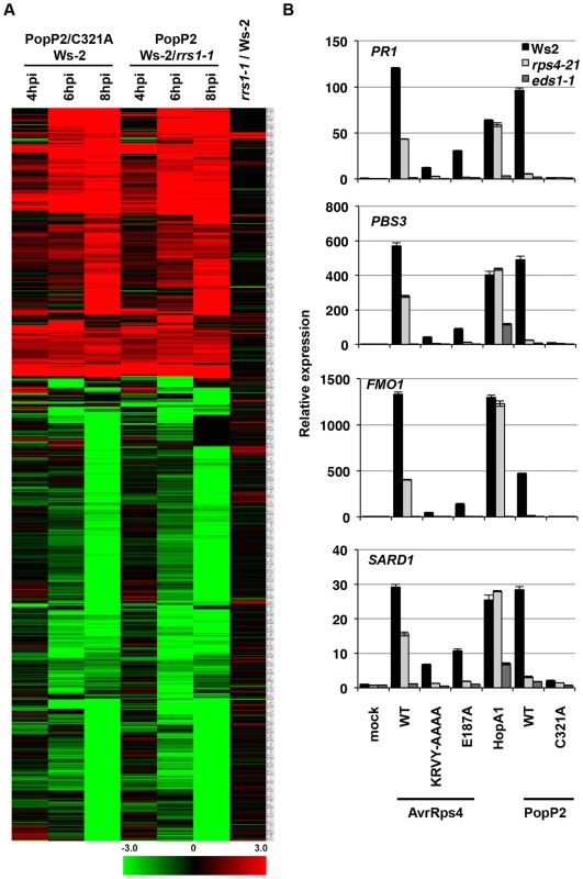 <i>Pseudomonas</i>-delivered PopP2 induces RRS1- and acetyltransferase activity-dependent transcriptional changes early after bacterial infection.