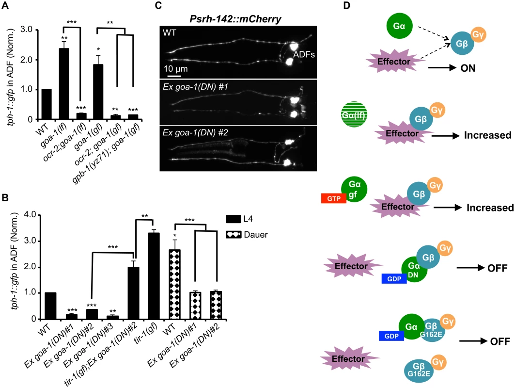 GPB-1 regulates baseline ADF <i>tph-1</i>::<i>gfp</i> expression in a GOA-1-dependent manner.
