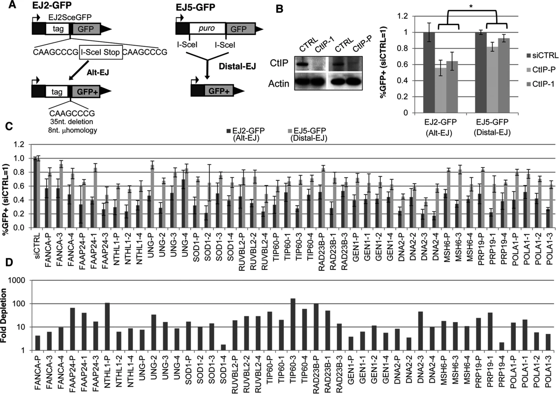 Several diverse DDR factors are differentially important for Alt-EJ relative to an EJ event that is a composite of Alt-EJ and c-NHEJ (Distal-EJ).