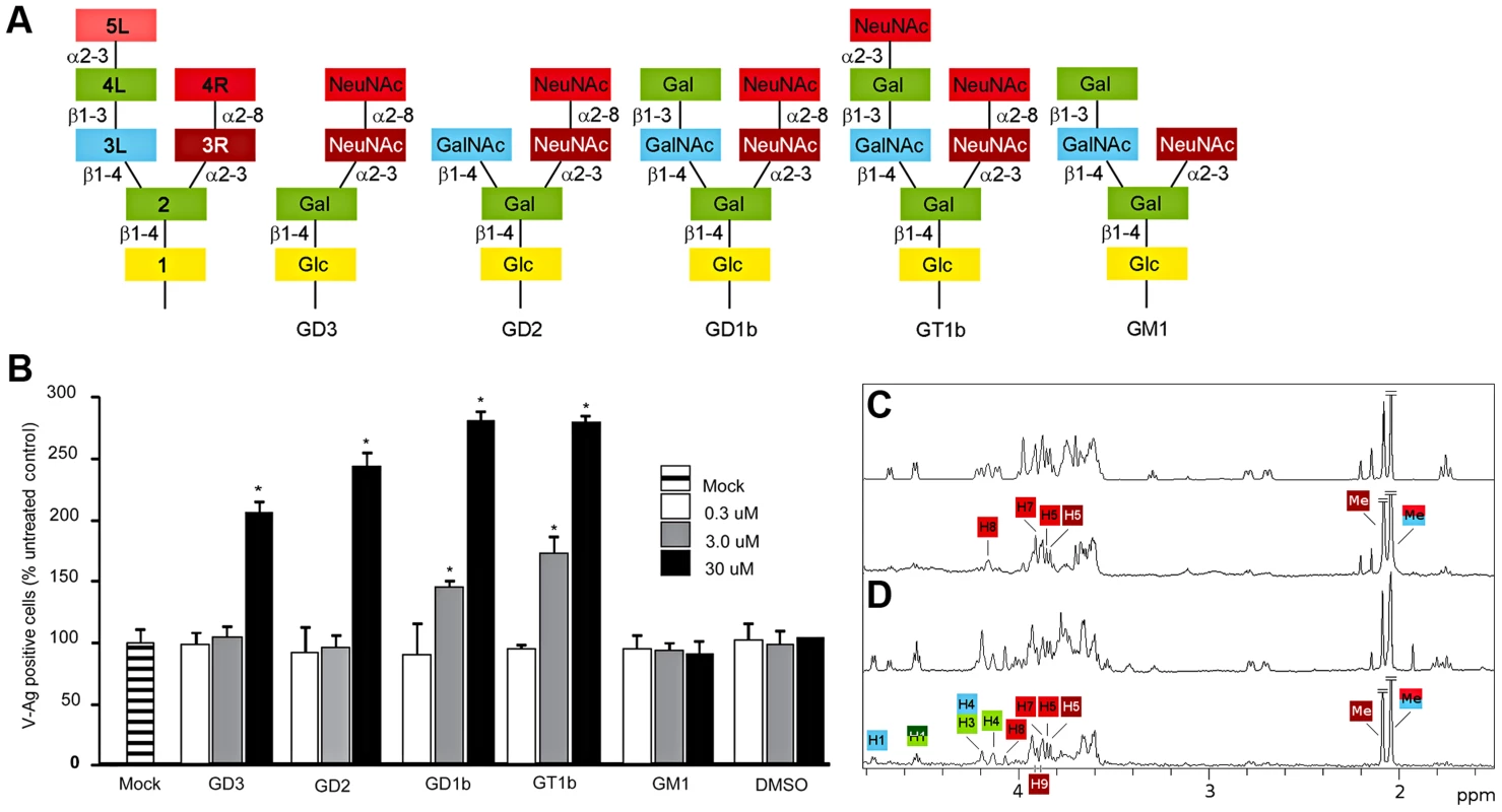 B-series gangliosides are receptors for BKPyV.