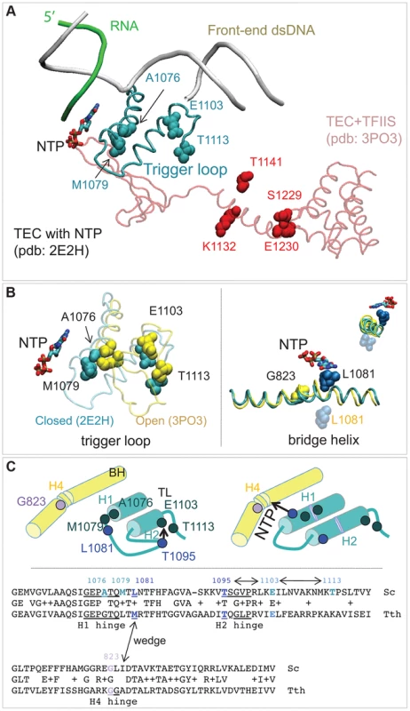 Rpb1 domains involved in control of transcription fidelity.