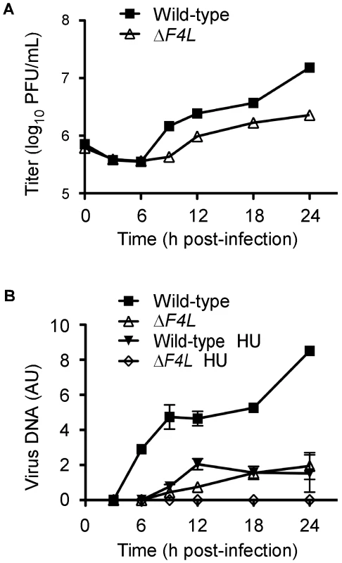 A VACV Δ<i>F4L</i> strain exhibits impaired growth and DNA replication kinetics in BSC-40 cells.