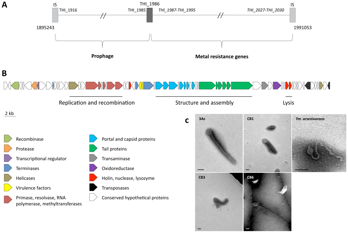 Prophage-like region and phage-like particle.
