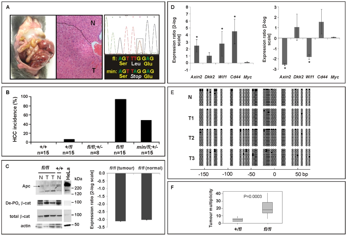Liver phenotype in <i>Apc</i> mutant mice.