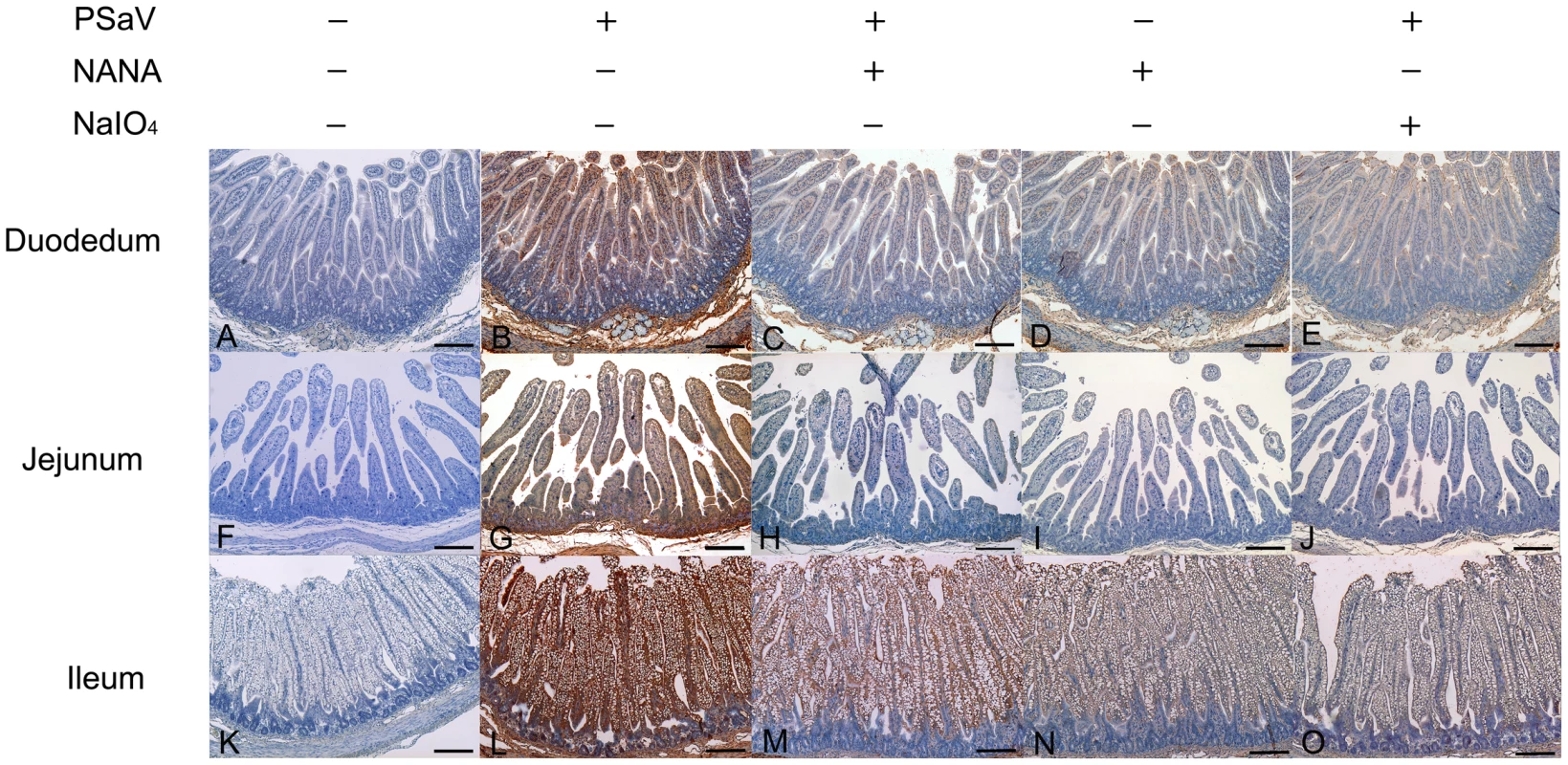 Attachment of porcine sapovirus Cowden strain to porcine intestinal sections is blocked by <i>N</i>-acetyl neuraminic acid (NANA) or pretreatment with NaIO<sub>4</sub>.