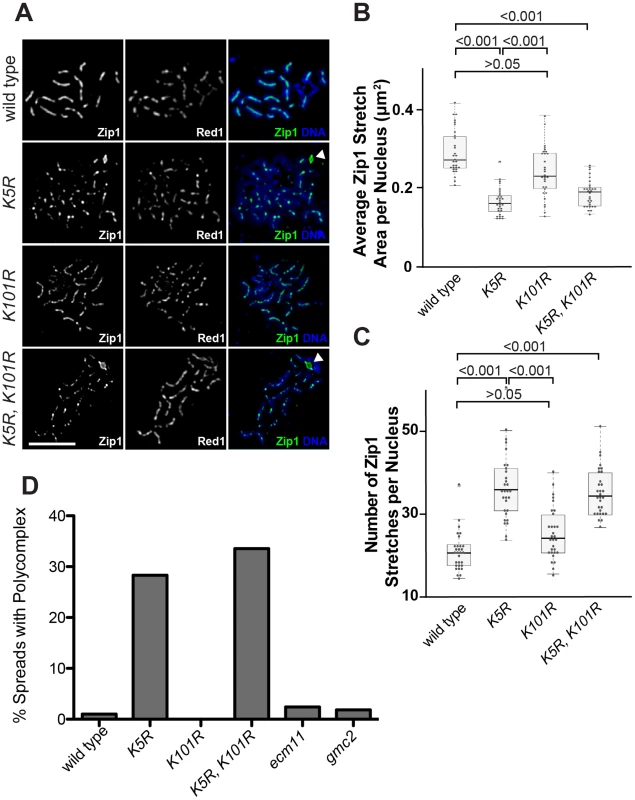 SUMOylation of Ecm11 at Lysine 5 is essential for facilitating the chromosomal assembly of Zip1.