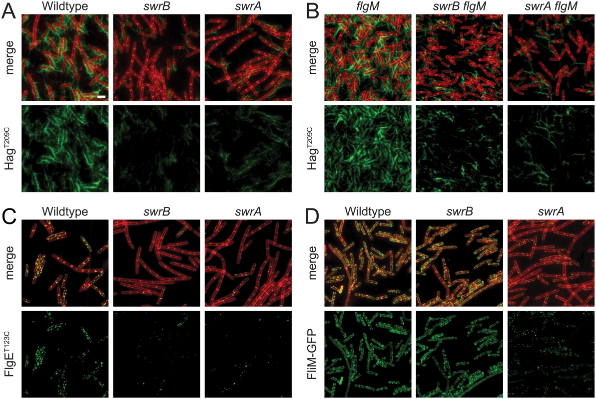 SwrB is required for assembly of hooks but not basal bodies.