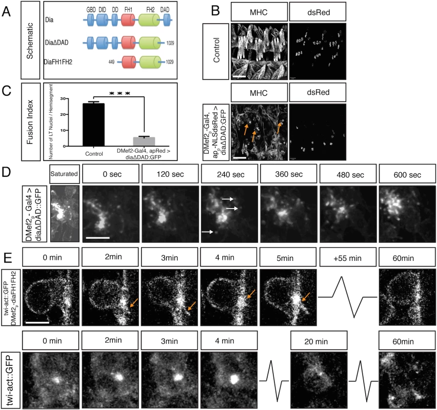 Constitutively active Dia blocks myoblast fusion.