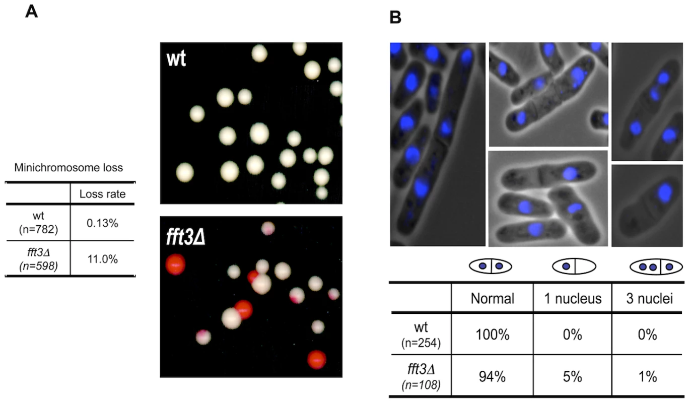 The Fun30 ATP-dependent chromatin remodeler Fft3 is required for accurate chromosome segregation.