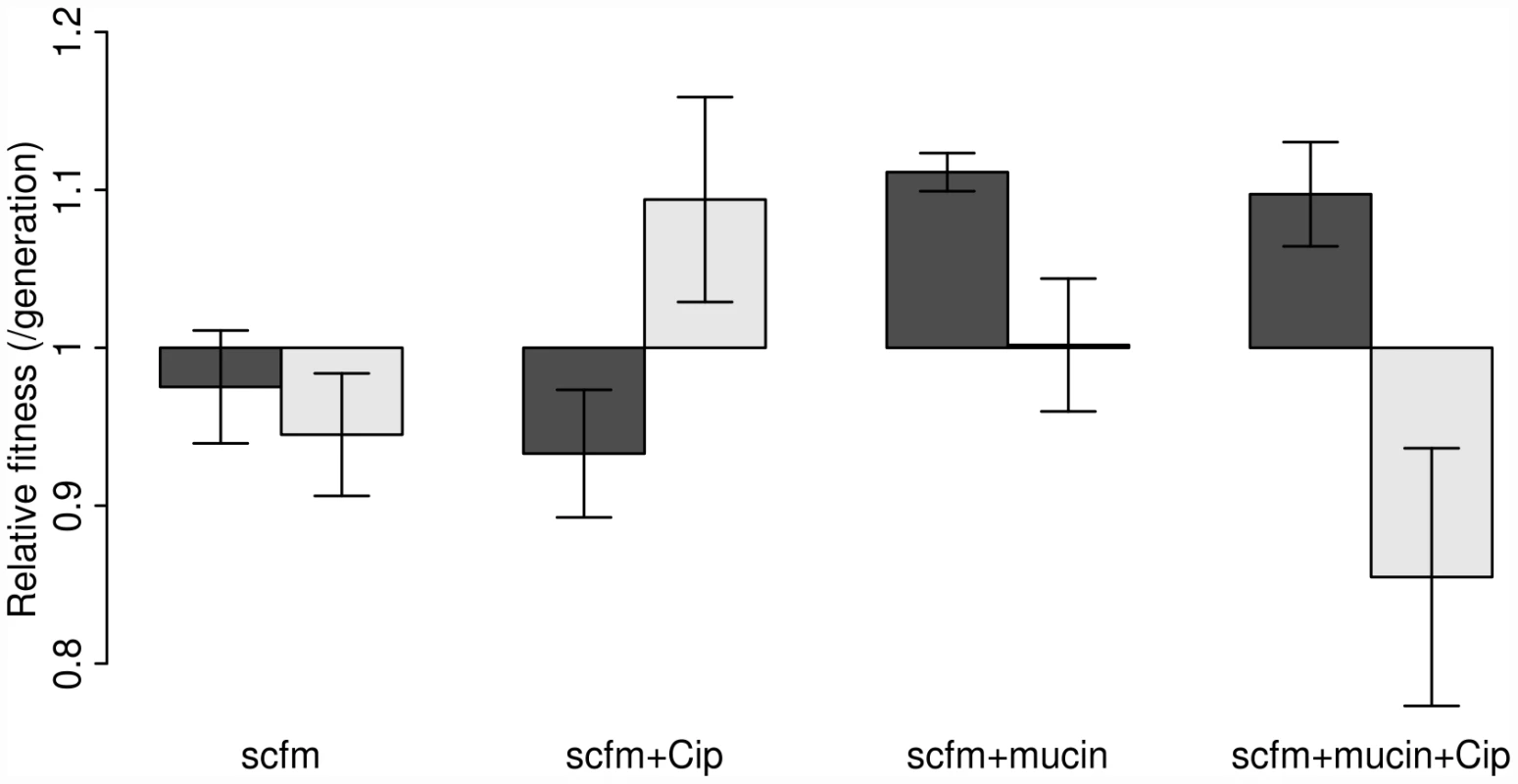 Competitive fitness of experimentally evolved populations (dark bars) or single genotypes (light bars).