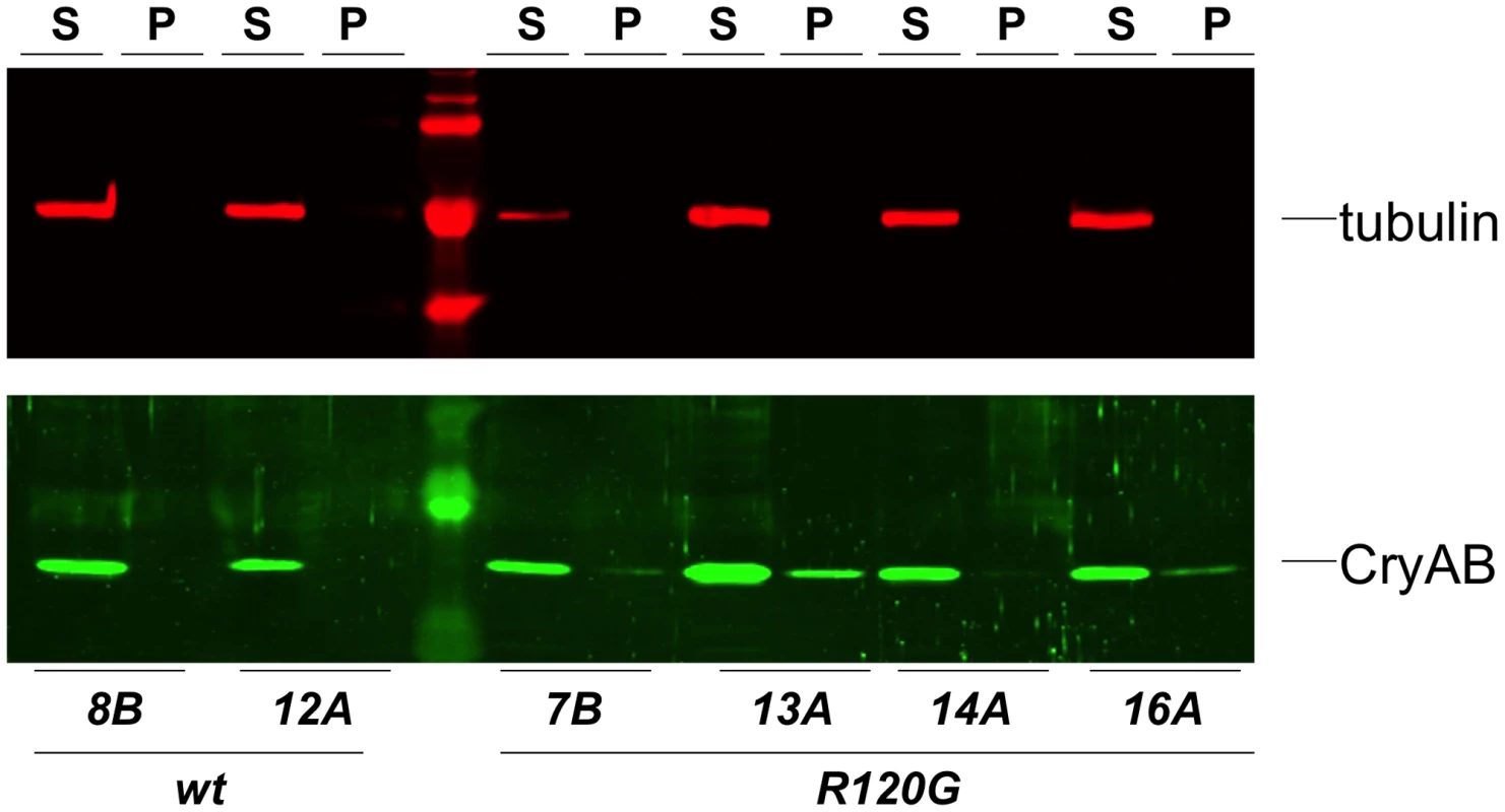 Solubility of CryAB in the fly eye.