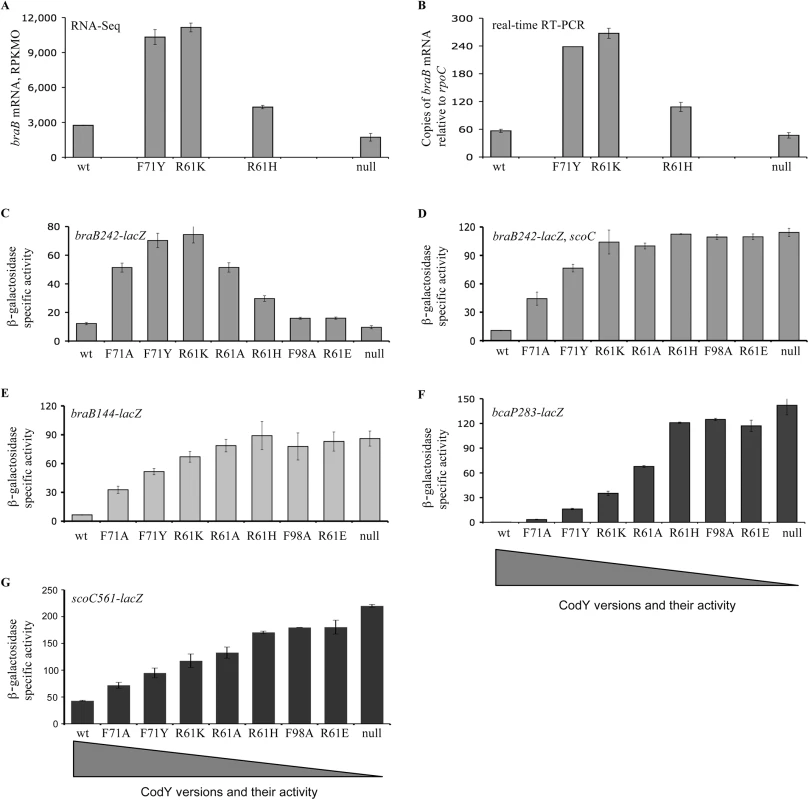 Expression of <i>braB</i>, <i>bcaP</i>, or <i>scoC</i> in mutants containing partially active versions of CodY.