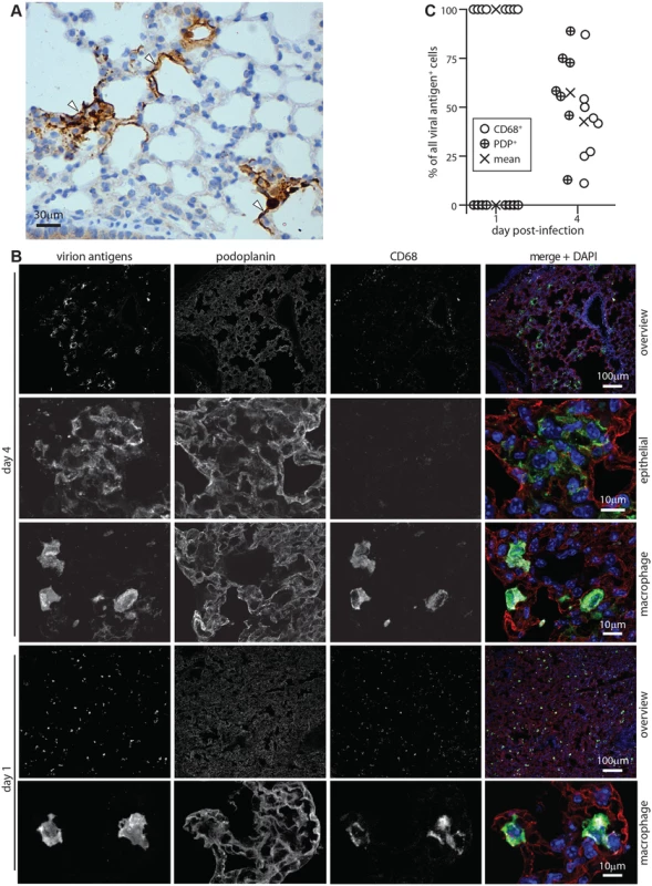 Lytic antigen expression in peak and early MuHV-4 lung infections.