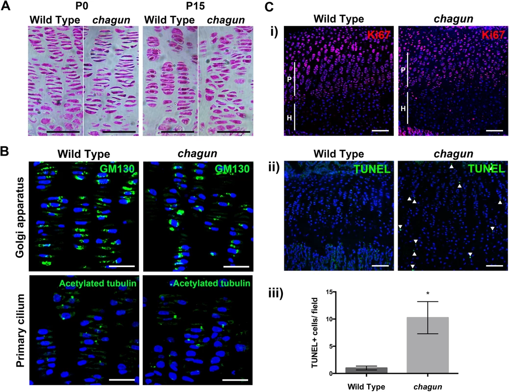 The <i>Poc1a</i><sup>cha/cha</sup> long bone growth plates become disorganized.