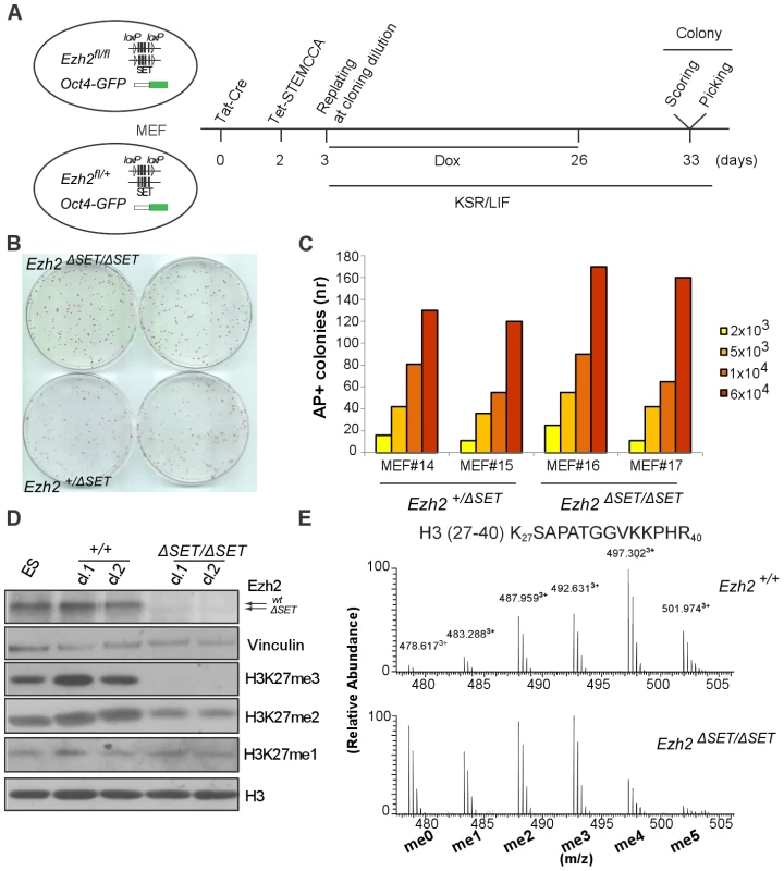 Derivation and biochemical analysis of iPSC upon conditional <i>Ezh2</i> inactivation.