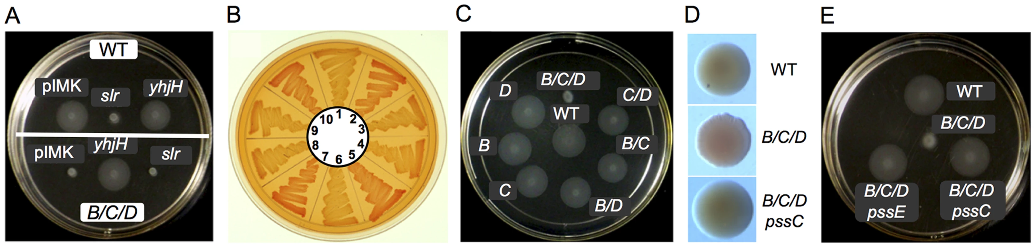 Inhibition of motility and activation of EPS production in <i>L. monocytogenes</i> by elevated levels of c-di-GMP.