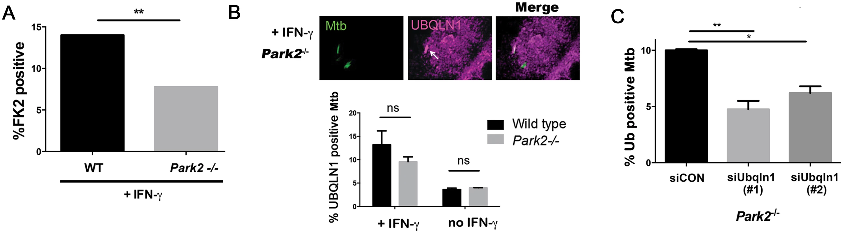 UBQLN1 acts in parallel to parkin.