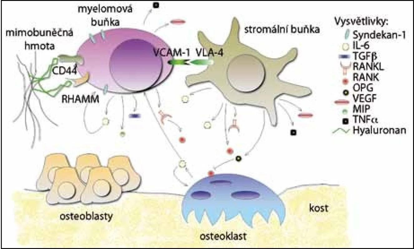 Interakce v mikroprostředí kostní dřeně mnohočetného myelomu. 
Myelomové buňky interagují s ostatními buňkami a mimobuněčnou hmotou prostřednictvím adhezivních molekul (CD44, RHAMM, VCAM-1) a po adhezi je  podporováno vylučování cytokinů a růstových faktorů. Některé faktory působí i autokrinně (IL-6) a tím se ještě více stimuluje jejich produkce.