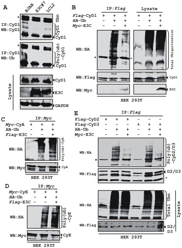 EBNA3C stabilizes Cyclin D1 through inhibiting its poly-ubiquitination.