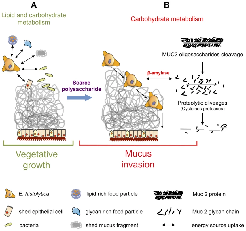 Schematic of <i>Entamoeba histolytica</i> activities leading to mucus layer depletion and invasion of the human colon.