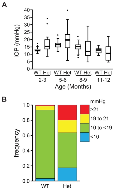 The IOP is elevated in <i>Lmx1b<sup>Icst/+</sup></i> mice.