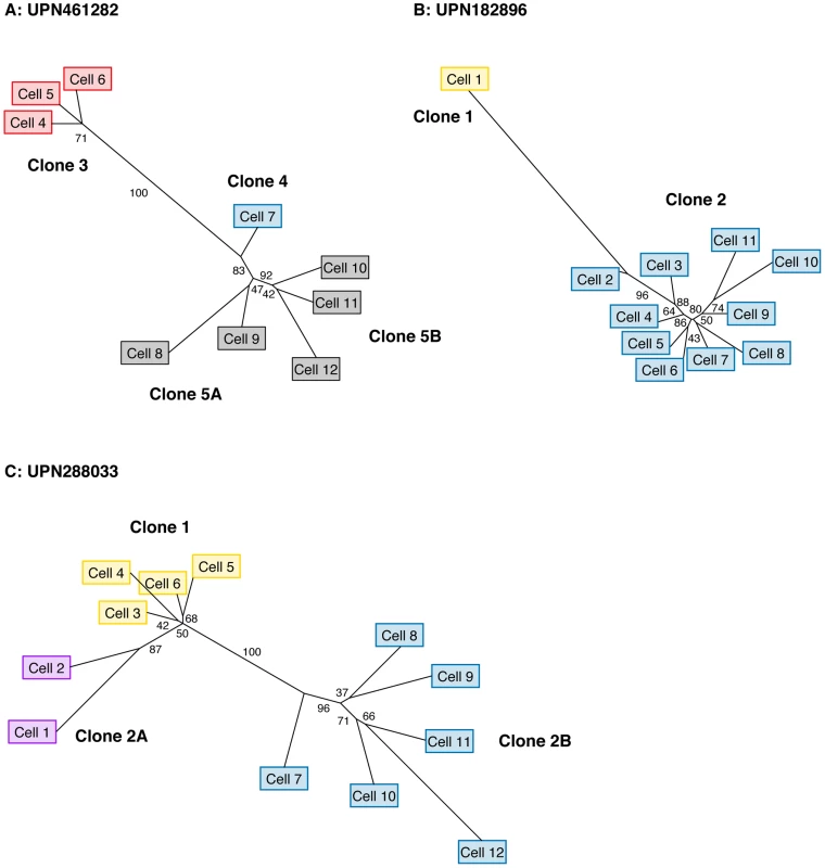 Single-cell reconstruction of tumor phylogeny.