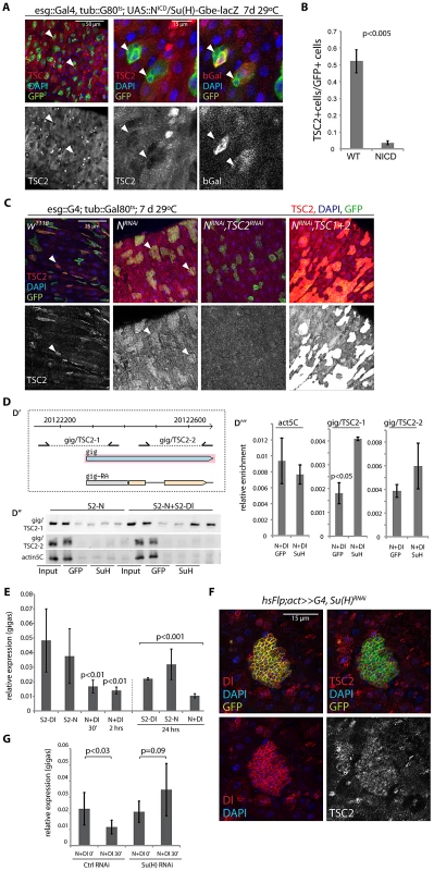 Suppression of TSC2 expression in response to Notch activation in EBs.