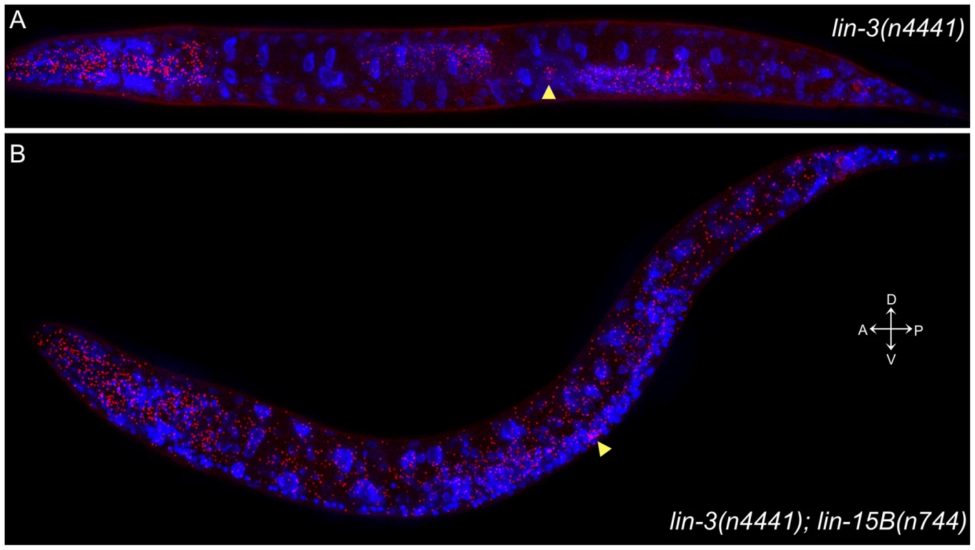 The <i>lin-3(n4441)</i> mutation causes widespread ectopic expression of <i>lin-3</i> mRNA.
