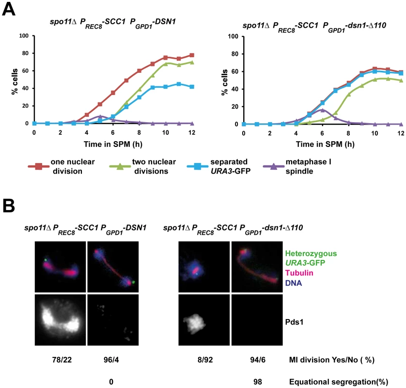 Replacement of cohesin subunit Rec8 by Scc1 rescues the nuclear division defect of <i>P<sub>GPD1</sub>-dsn1-Δ110</i> cells.