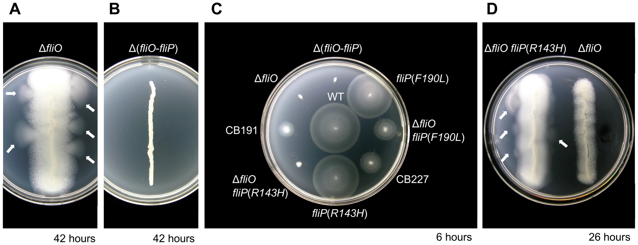 Isolation of pseudorevertants containing bypass mutations in <i>fliP</i> from a poorly motile Δ<i>fliO</i> mutant.