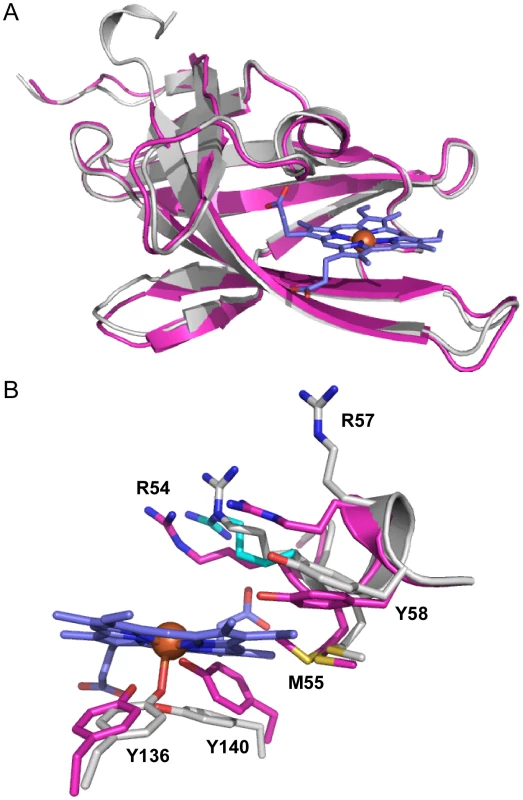 Superimposition of apo-IsdX1 and holo-IsdX1.