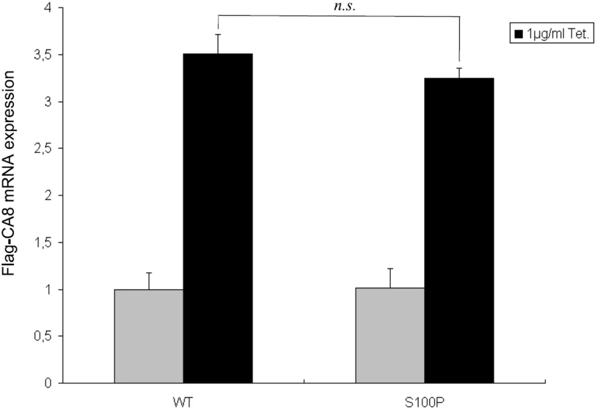 Relative expression levels of Flag-CA8 WT and S100P, tetracycline-inducible Flip-In T-REx-293 cells were grown in the absence or presence of 1 µg/ml tetracycline for 24 hours.