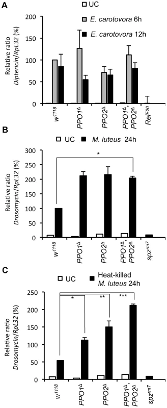 Melanization is not required for Toll and Imd pathway activities.