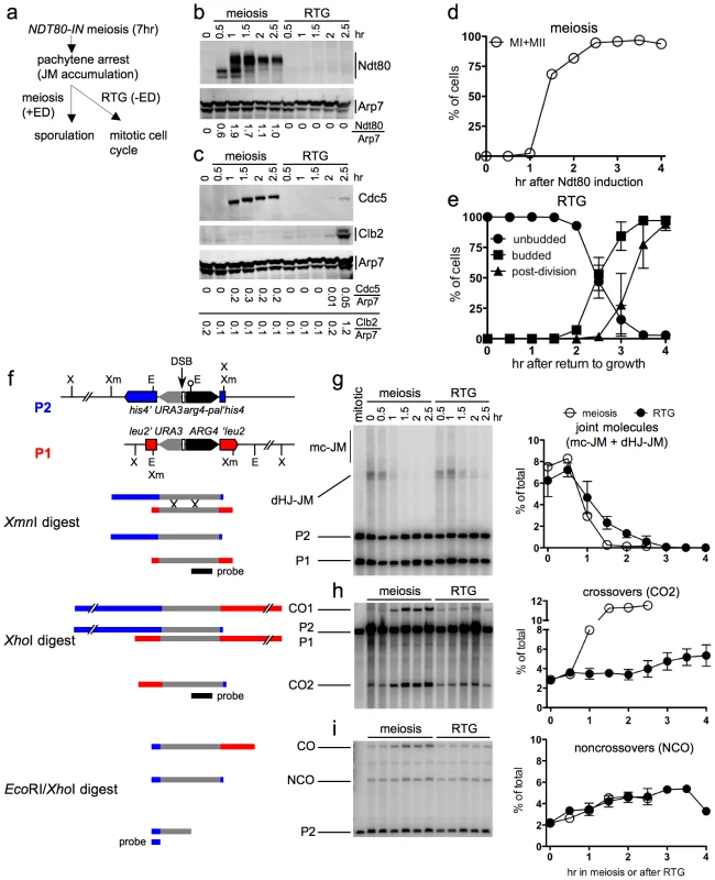 JM resolution and recombinant product formation during meiosis and RTG.