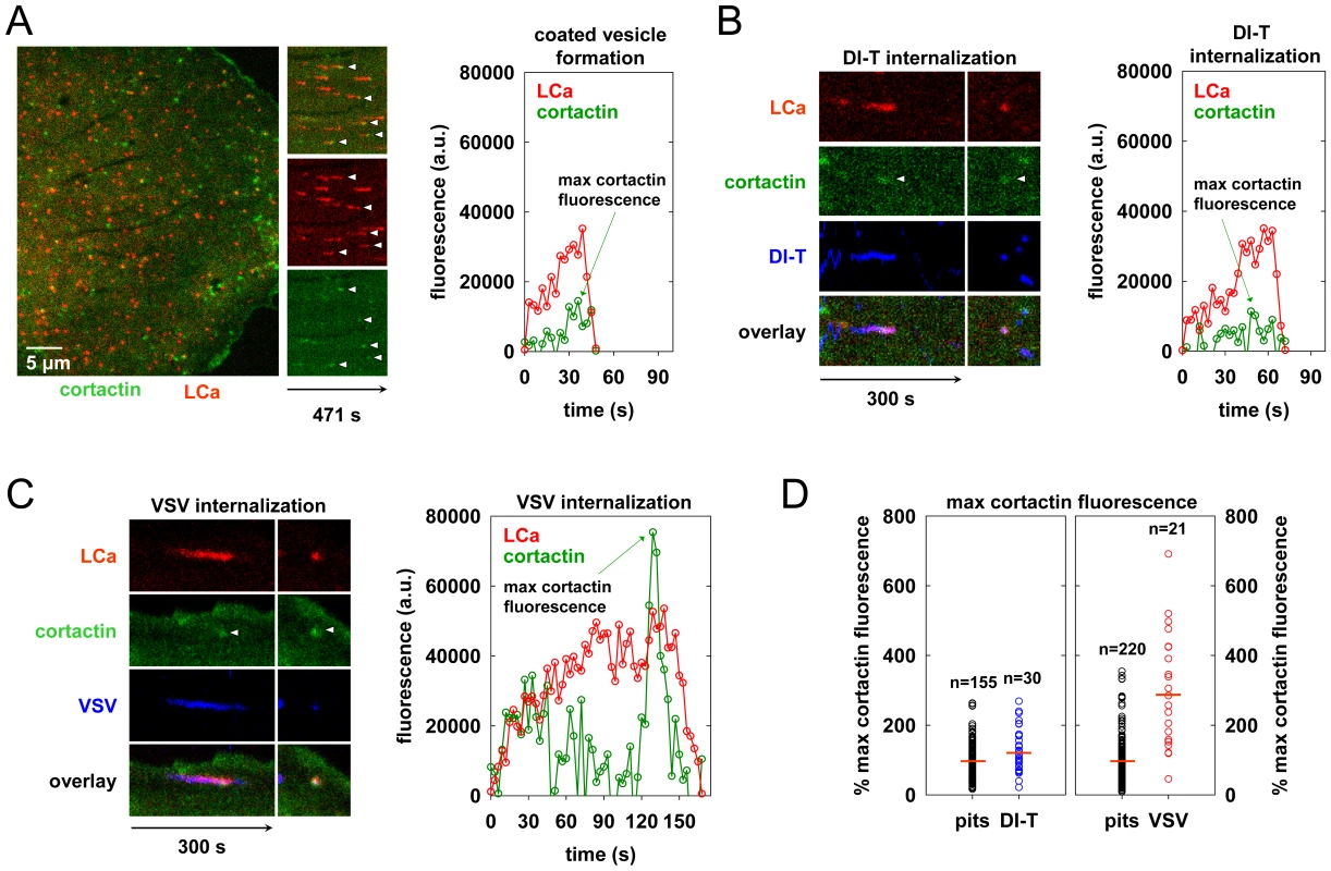 Clathrin structures containing VSV recruit more cortactin that pits that internalize DI-T.