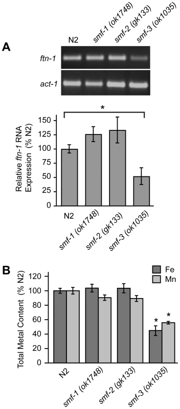 Total Fe content is reduced in <i>smf-3(1035)</i> mutant animals.