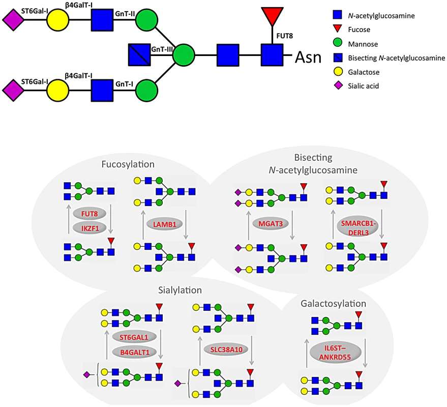 A summary of changes to IgG N-glycan structures that were associated with 16 loci identified through GWA study.