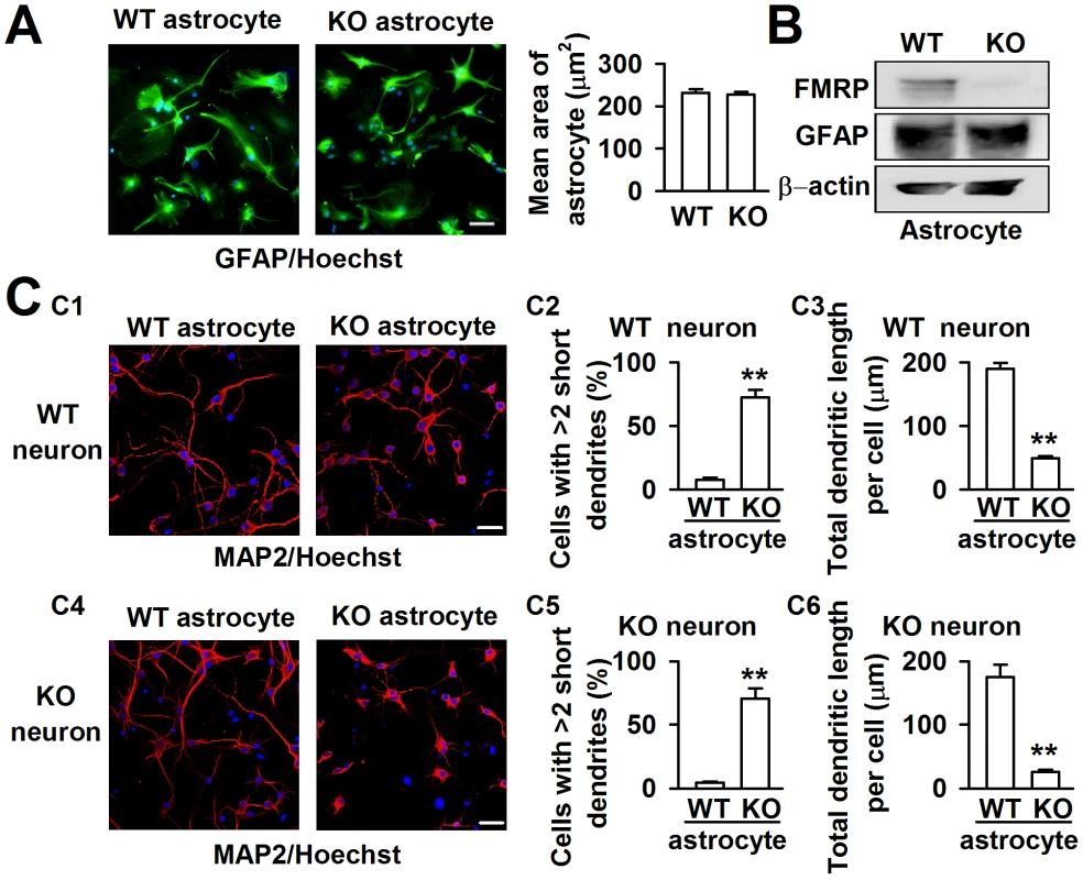 Different dendritic morphology of cortical neurons cocultured with WT and KO astrocytes.