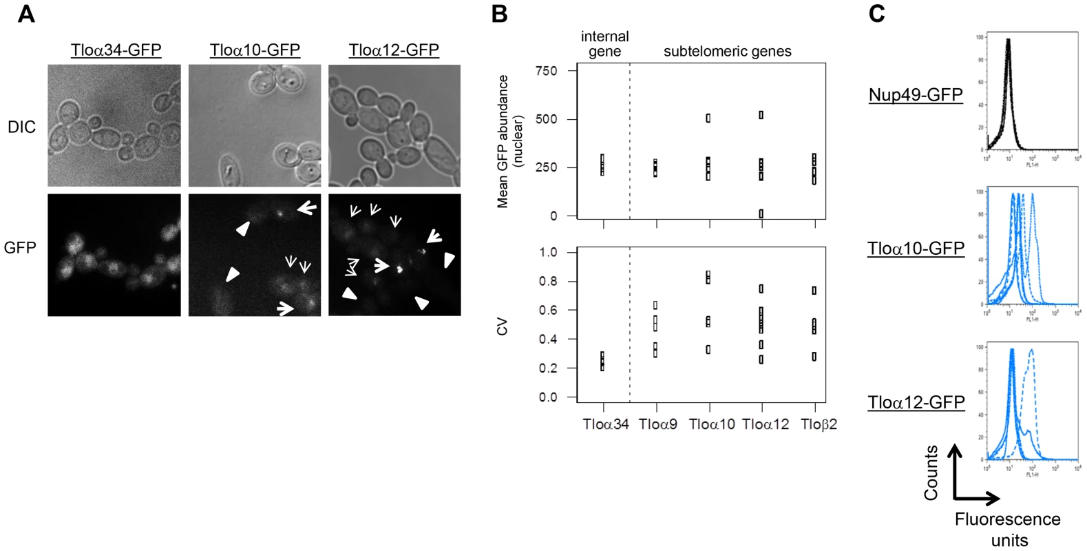 Subtelomeric <i>TLO</i>s exhibit cell-to-cell variance.