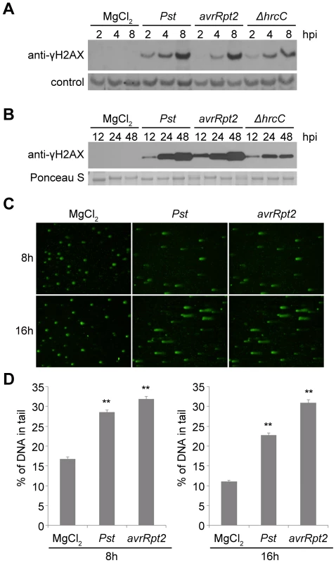 Host DNA damage by <i>Pseudomonas syringae</i> pv. <i>tomato</i> (<i>Pst</i>).