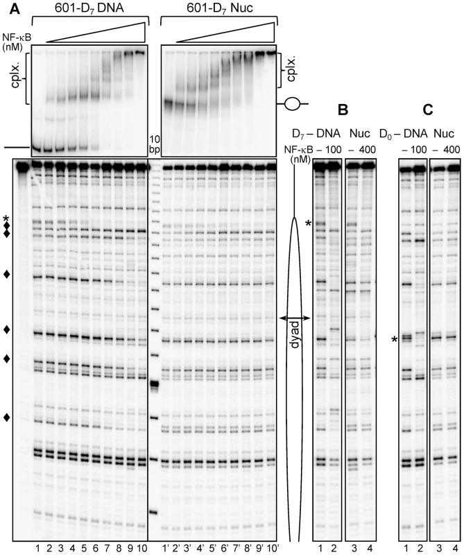 NF-κB binds specifically at the nucleosomal ends, but not at the nucleosomal dyad.