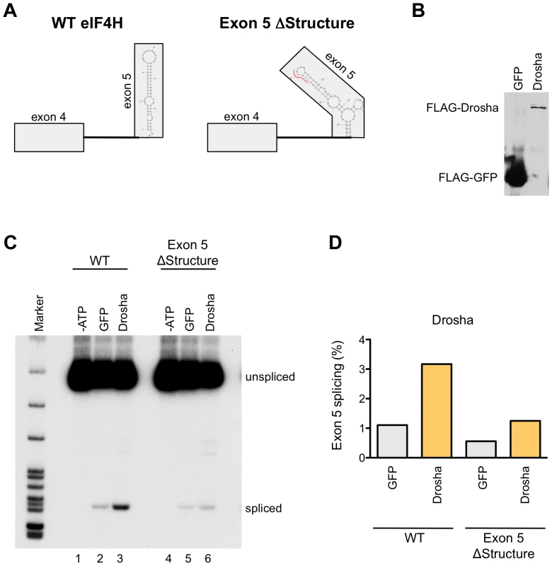 Drosha enhances exon 5 splicing directly.