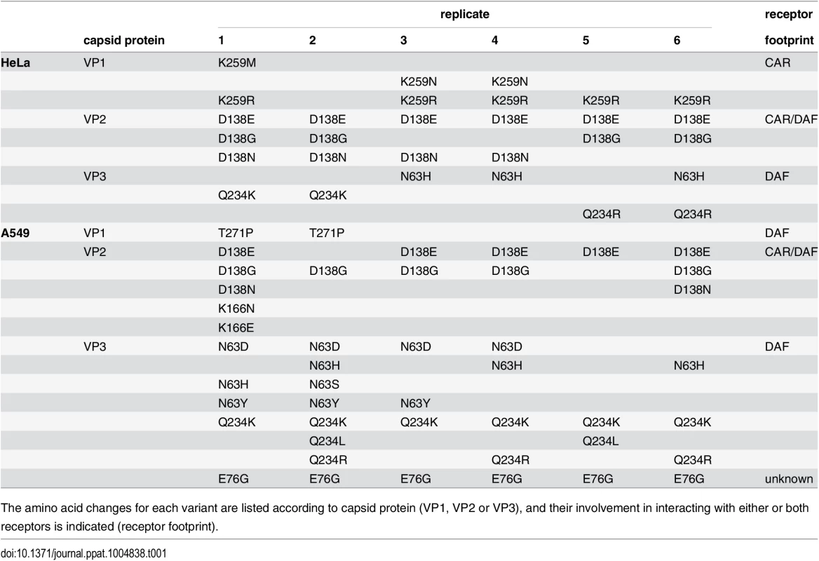 Minority variants (>1% threshold) present in the passage 40 populations of the six CVB3 replicates, passaged in either HeLa or A549 cells.
