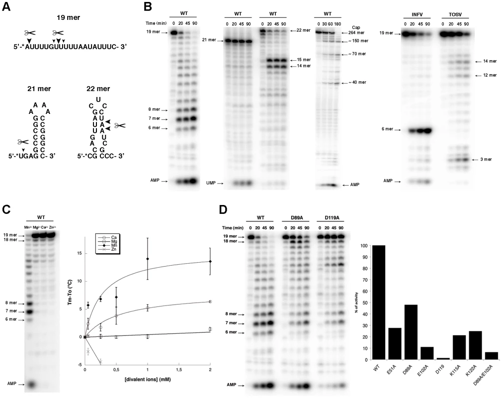 Endonuclease activity of NL1.