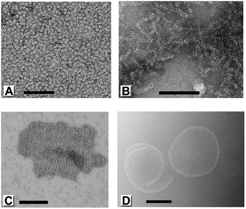 Polymorphic assemblies of purified D13 visualized by electron microscopy.