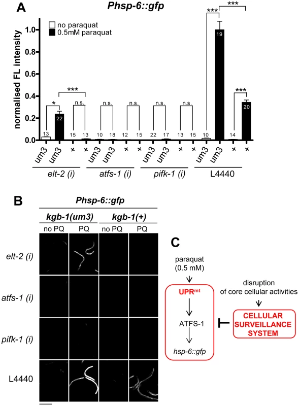 cSADDs inhibits paraquat-mediated signaling to <i>hsp-6</i> through KGB-1.