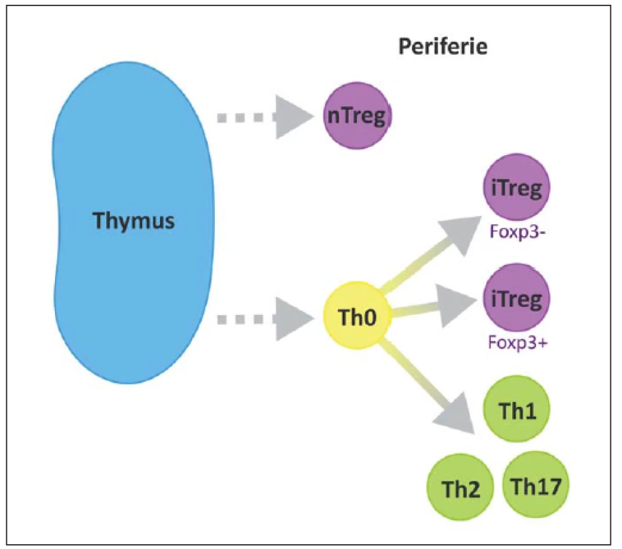 Přirozené Treg (nTreg) se vyvíjí v thymu a migrují do periferních tkání.
Fig. 3. Natural Treg (nTreg) cells differentiate in the thymus and migrate to peripheral tissues.