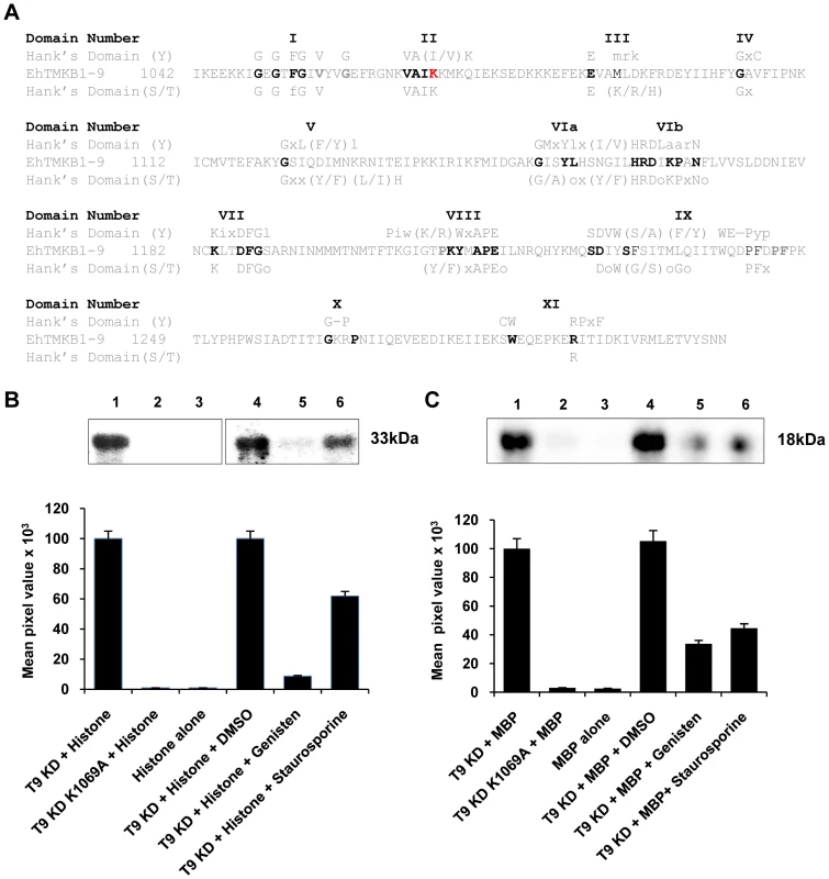 Protein kinase activity of EhTMKB1-9.