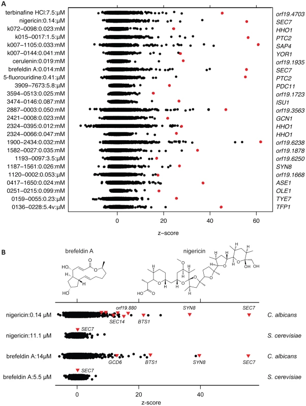 Drug-induced haploinsufficiency in <i>C. albicans</i> and profiles of vesicle transport-inhibiting compounds.